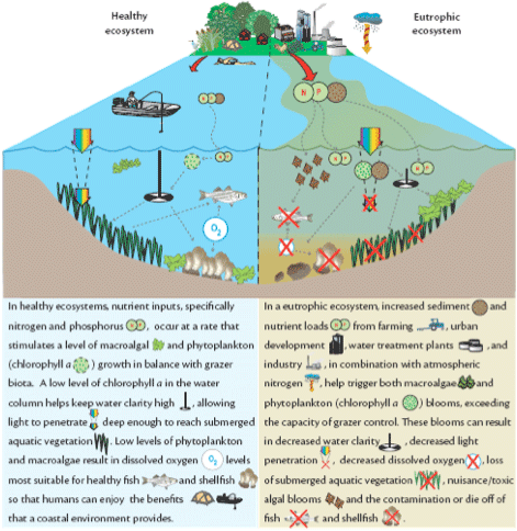 Conceptual diagram showing the impacts of eutrophication.