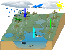Maggies water cycle