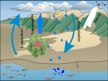 Jessica H's Water Cycle