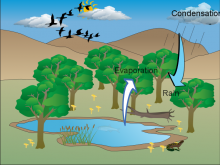 Chloe Water Cycle