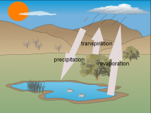 Rose's Water Cycle Rose's Water Cycle