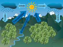 Georgie's Water Cycle Georgie's Water Cycle