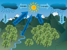 Georgie's Water Cycle