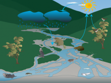 Alyssa's water cycle Alyssa's water cycle