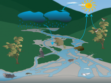 Alyssa's water cycle