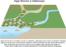 Algal Bloom in waterways Algal Bloom in waterways