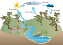 Annabelle's water cycle Annabelle's water cycle