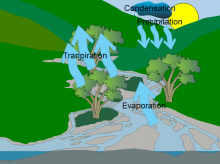 Caitlin Water cycle Caitlin Water cycle