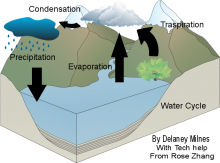 Delaney & Rose (new and improved) water cycle