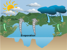 Water cycle- Elinor Francis