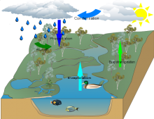 Maggies water cycle finished Maggies water cycle finished