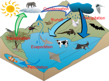 Water cycle by Jarrah Palethorpe Lyneham High version 2