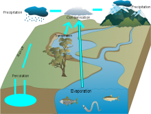 Alexander Water Cycle Alexander Water Cycle