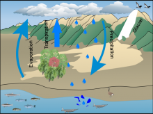 Jessica H's Water Cycle Jessica H's Water Cycle